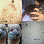 analize-medicina-veterinara-1