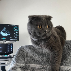 cardiologie-veterinara-sal-vet