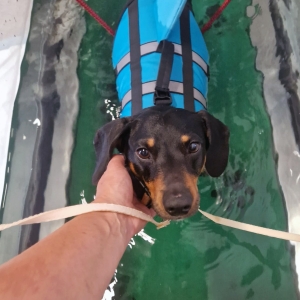 fizioterapie-veterinara-sal-vet